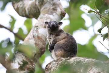 A Lumholtz's tree-kangaroo (Dendrolagus lumholtzi) Queensland, Australia by Frank Fichtmüller