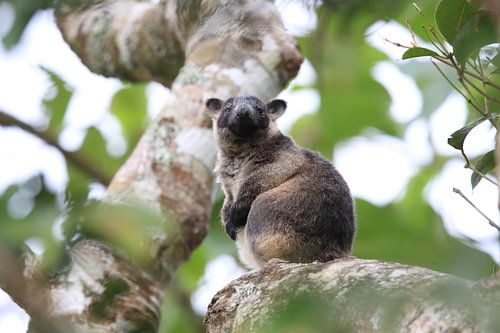 A Lumholtz's tree-kangaroo (Dendrolagus lumholtzi) Queensland, Australia