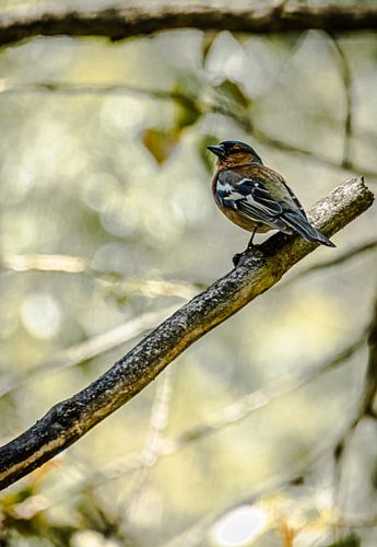colorful finch sitting on a branch in the forest