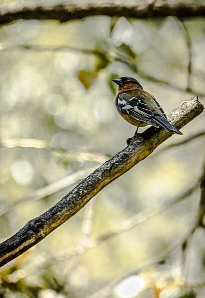 colorful finch sitting on a branch in the forest by Frank Dinnissen