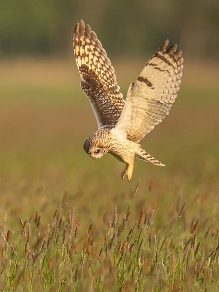 Chasse au hibou des marais 1 par Erik Veldkamp