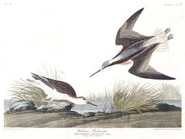 Wilson's Phalarope