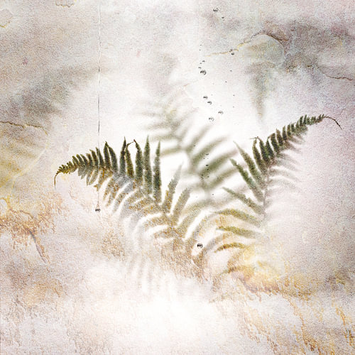 Fern on the wall.