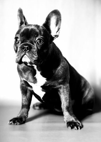 French Bulldog van Falko Follert