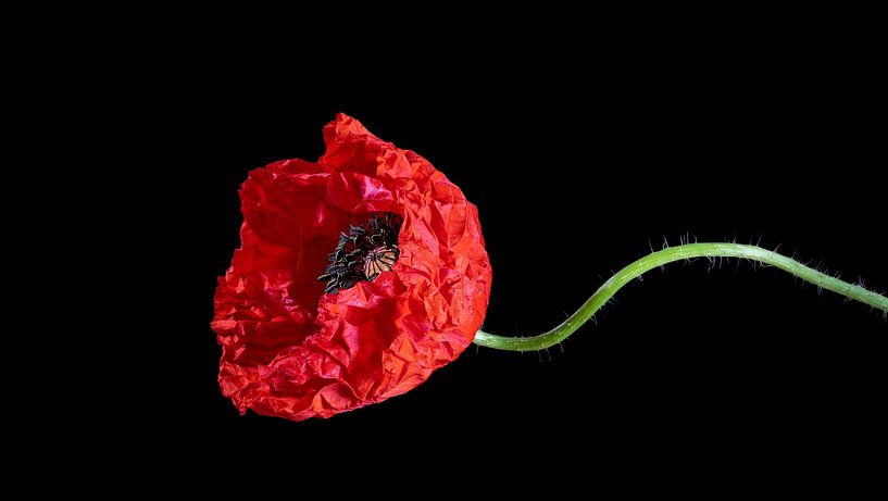 Knitteriger Mohn von Angelika Beuck
