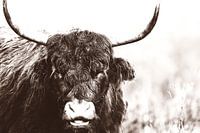 Sepia Schottischer Highlander