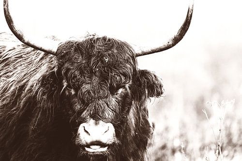 Sepia Scottish Highlander