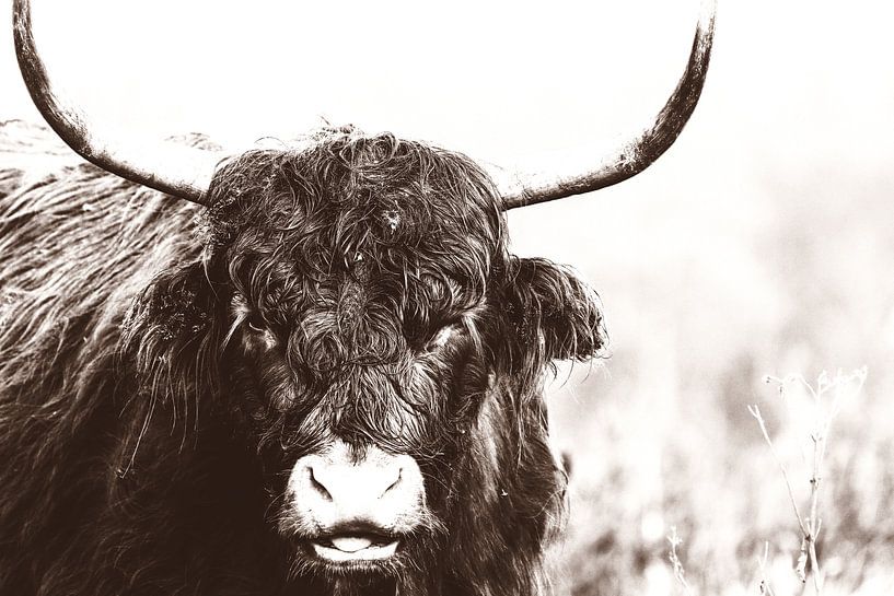 Sepia Scottish Highlander by Bart van Mastrigt