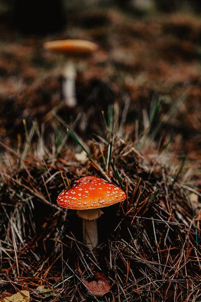 Red mushroom by Amber den Oudsten