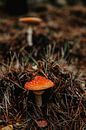 Red mushroom by Amber den Oudsten thumbnail