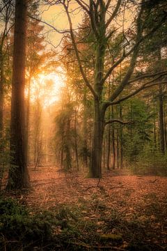 Sunset in the forest