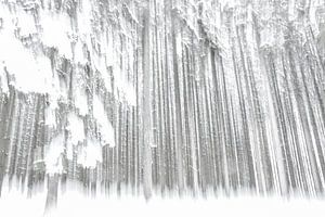 Pins dans la neige sur Guido Rooseleer