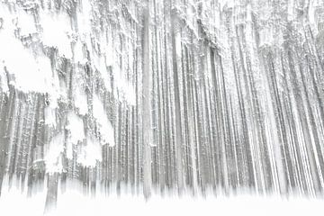 Dennenbomen in de sneeuw van Guido Rooseleer