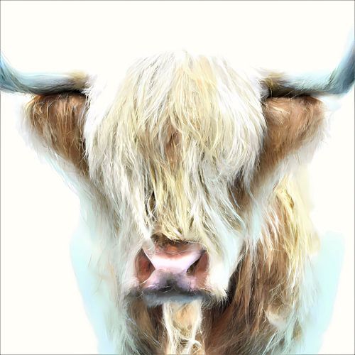 Close up portret van een Schotse Hooglander met witte achtergrond illustratie geschilderde look