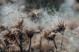 Wild dandelions