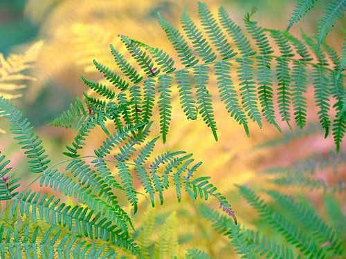 Ferns in autumn by Bas Meelker