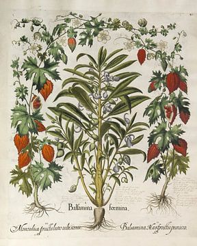 Hortus Eystettensis voll. 3, Basilus -Entscheidung von Teylers Museum