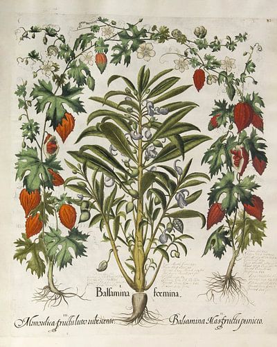 Hortus Eystettensis vol. 3, Basilius Besler
