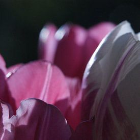 Tulpen von Remko van der Hoek- Zijdemans