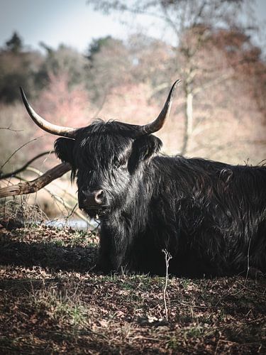 Zwarte Schotse Hooglander op de hei.