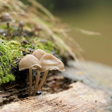 Helmling sur un tronc d'arbre mort dans la forêt sur Heiko Kueverling