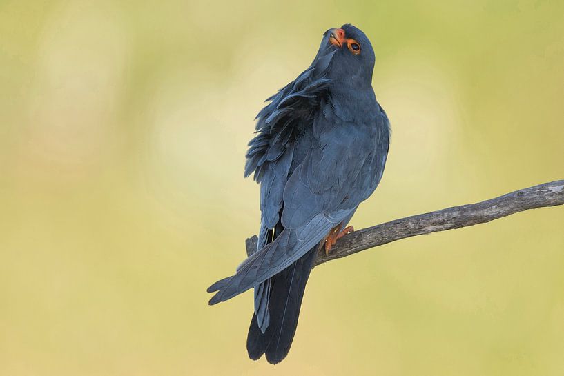 Red-legged thoughtful by Benny Cottele