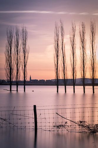 Italiaanse Populieren in de Crezeepolder