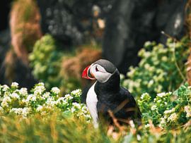 Puffin (Puffin) by Marjon Boerman