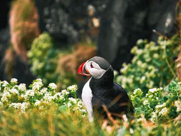 Papegaaiduiker (Puffin) van Marjon Boerman