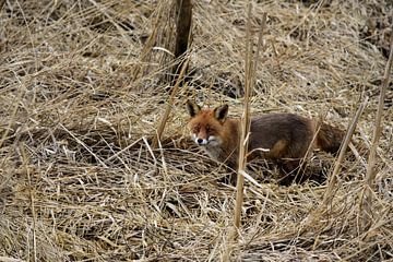 Petit renard en chasse