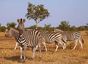Zebra's in Zuid-Afrika - Wilde dieren in Afrika van W. Woyke thumbnail