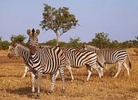 Zebras in South Africa - Afrika wildlife