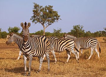 Zebras in Südafrika - Afrika wildlife