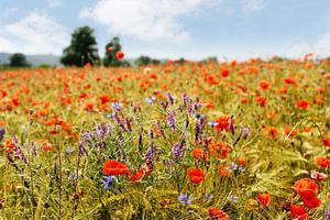 Fleurs d'été sur Ralf Lehmann