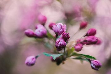 Blumen Teil 439 von Tania Perneel