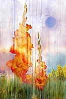 Gladioli