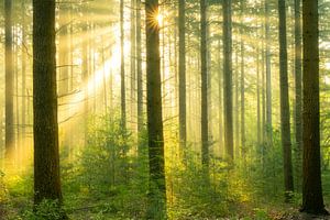 Sunbeams