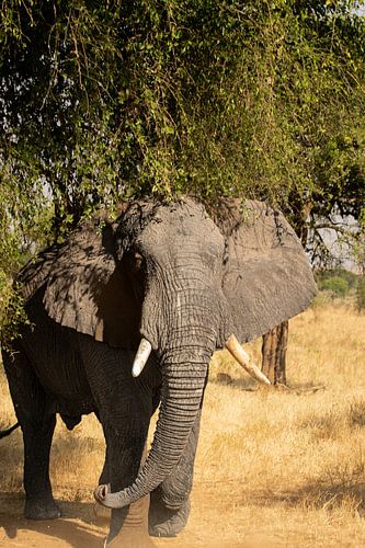 Sous le soleil de Kidepo - La majesté en mouvement