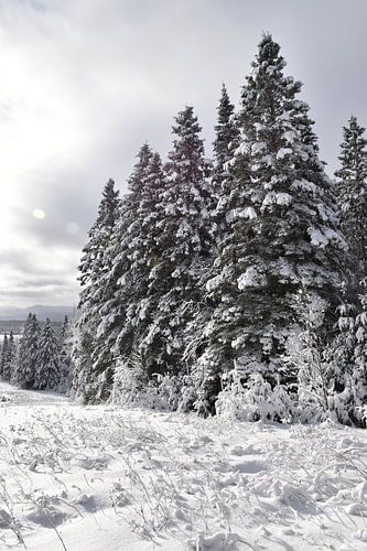 Besneeuwde bomen na de storm