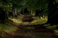  woodland just after a rainstorm par Paul Wendels Aperçu