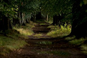  woodland just after a rainstorm