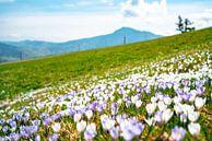 Crocus meadow at Mittagberg with view to the Grünten mountain by Leo Schindzielorz thumbnail