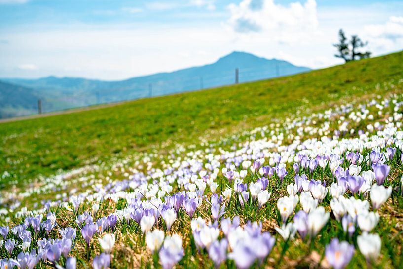 Crocus meadow at Mittagberg with view to the Grünten mountain by Leo Schindzielorz