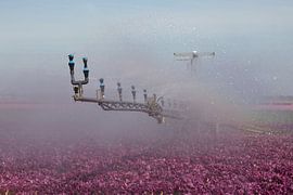 watering of tulips during severe drought by W J Kok