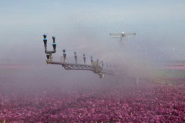 besproeien van tulpen tijdens grote droogte van W J Kok