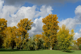 das herbstliche Naturschutzgebiet Urdenbacher Kämpe in den Rheinauen bei Düsseldorf-Urdenbach,NRW,Deutschland von Peter Eckert