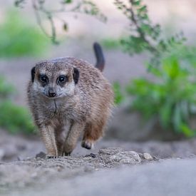 Stokstaartje aan de wandel van Aandenken in Beeld