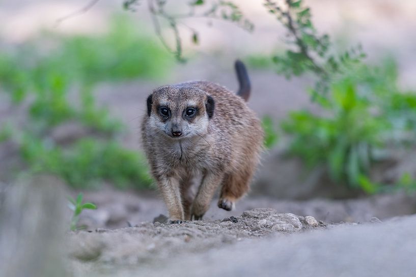 Erdmännchen gehen von Aandenken in Beeld