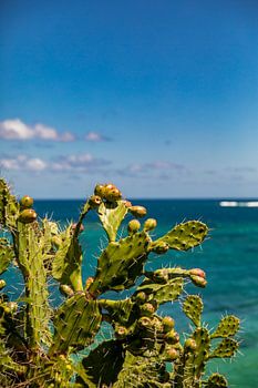 Cactussen op Mauritius