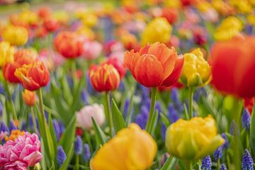 Kleurrijke tulpenmania in de lente in Lisse van Andy Luberti